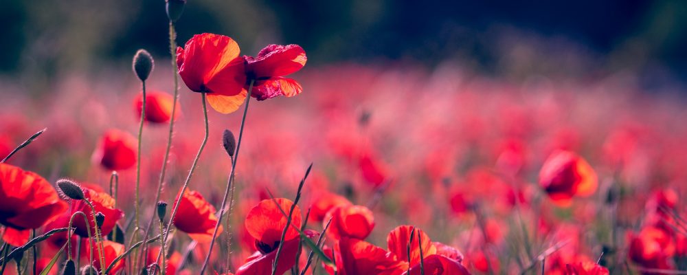 Mohn