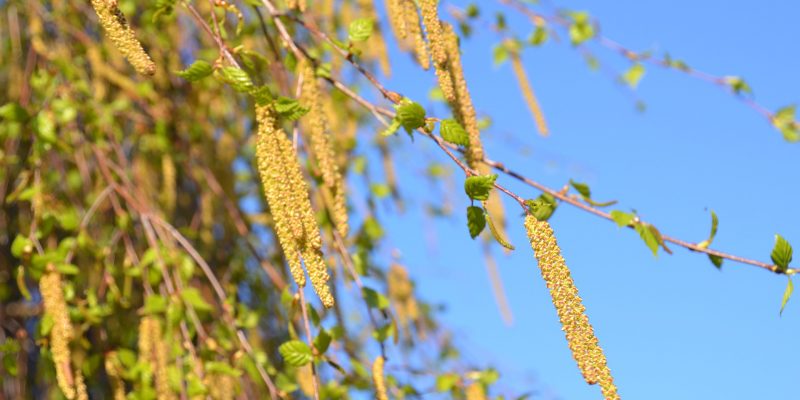 Pollen Birke Allegorie, Reaktion